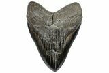 Fossil Megalodon Tooth - South Carolina #310012-1